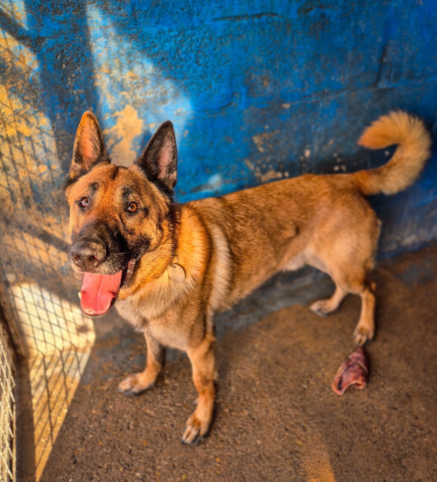 Soulton Welcomes Phi (‘φ’) the Rescue Dog