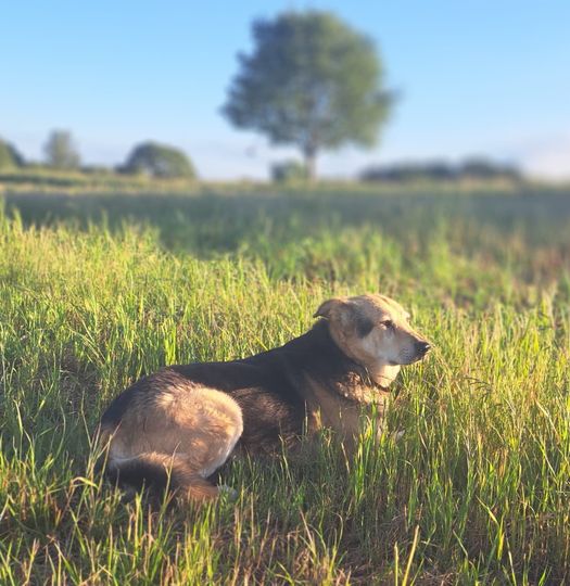 Amish, the Rescue Dog