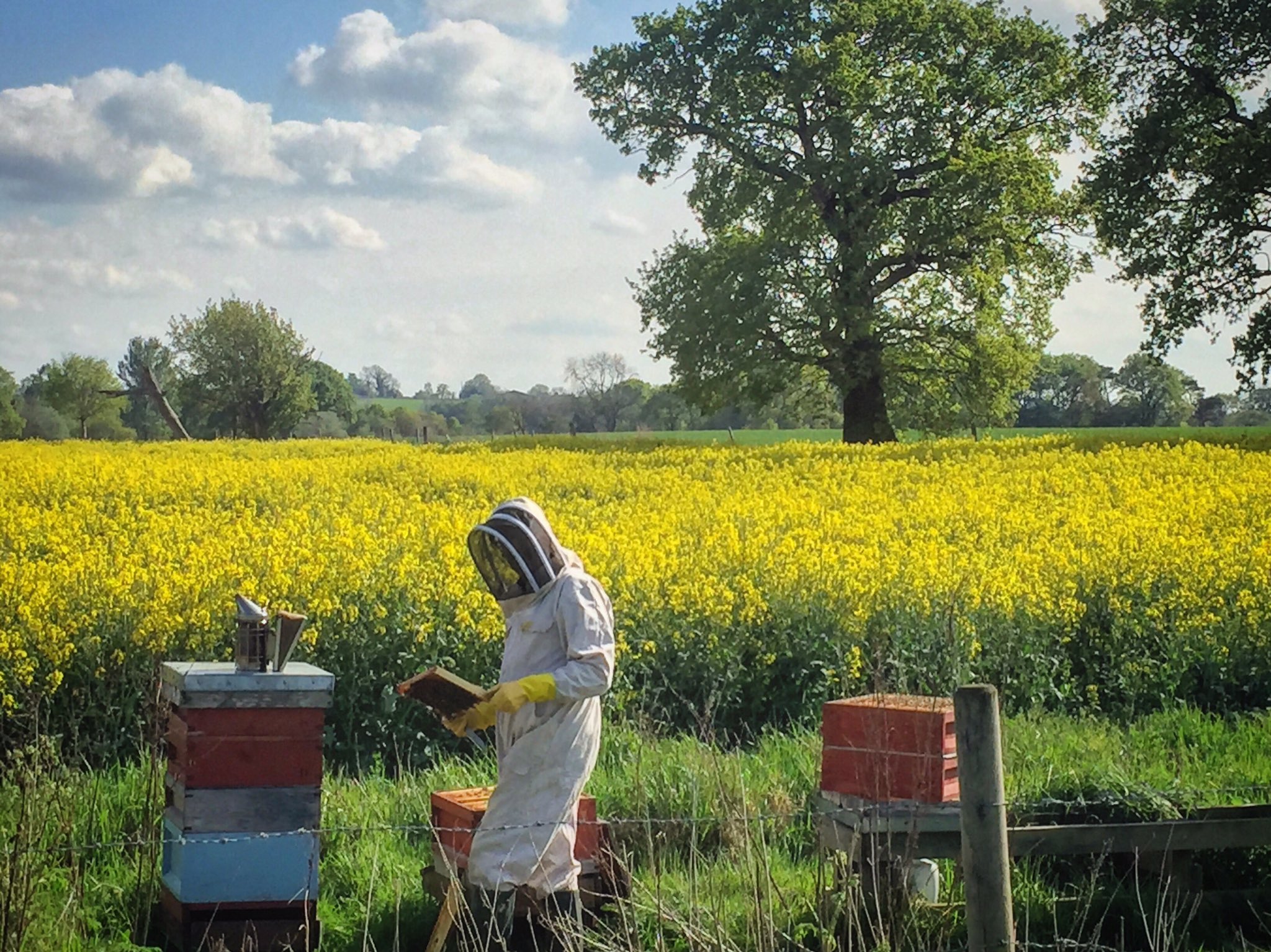 A bee keeper near the AS YOU LIKE IT wood at Soulton Hall