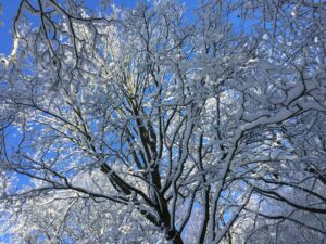 Snow comes to AS YOU LIKE IT wood at Soulton Hall: "Here feel we but the penalty of Adam,The seasons' difference, as the icy fang And churlish chiding of the winter's wind"