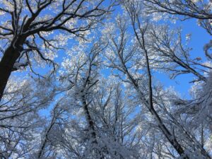 Soulton Wood (AS YOU LIKE IT WOOD) in snow: 'Here shall he see No enemyBut winter and rough weather.'
