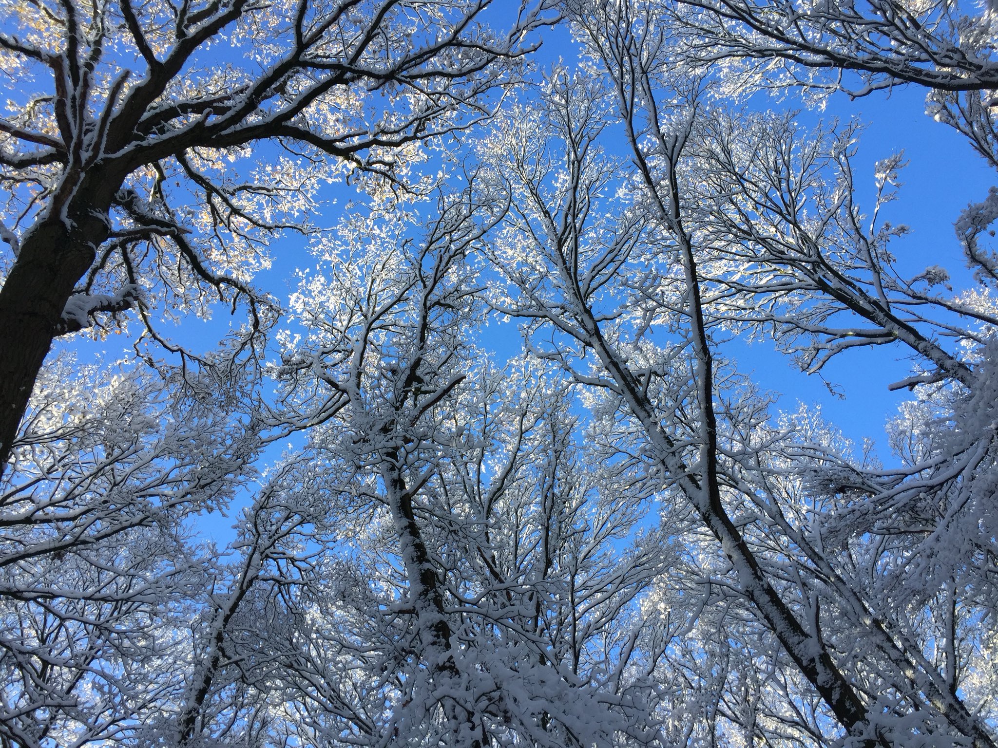 Snow in the AS YOU LIKE IT wood