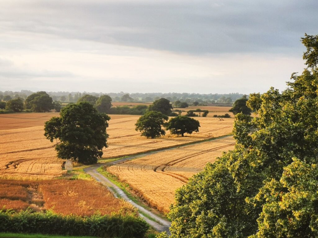 Harvest time comes to the AS YOU LIKE IT landscape at Soulton Hall