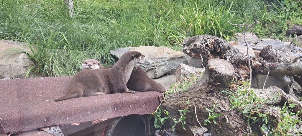 Otter at Slmibridge