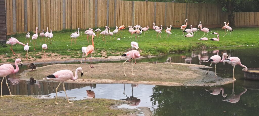 Flamingo at Slimbrigde