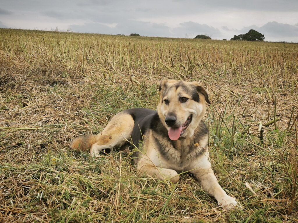 Amish, dog at Soulton