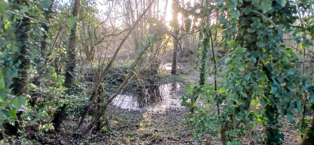 Mill Pools from the medieval Soulton Water Mills Complex, surviving as archaeology but not in use since the later 1800s