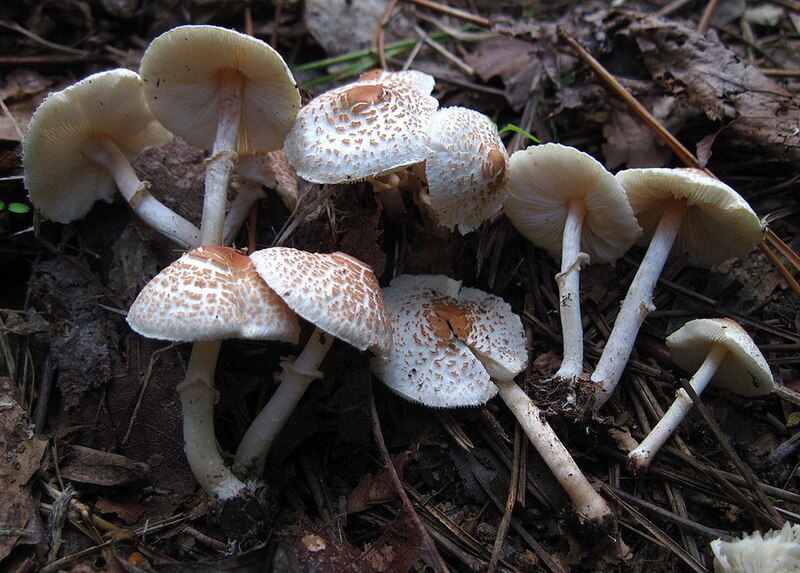 Final Call: Fungi Foray (This Sat, Oct 4th) Supporting the UK Sepsis Trust