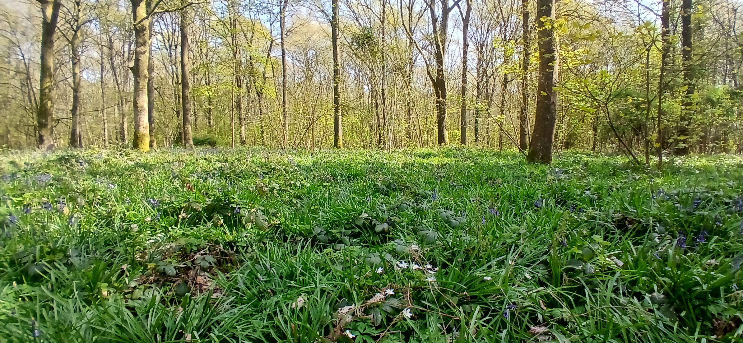 Shakespeare in the Bluebells: Thanks to the Whitchurch Herald for Charity Walk Spotlight!