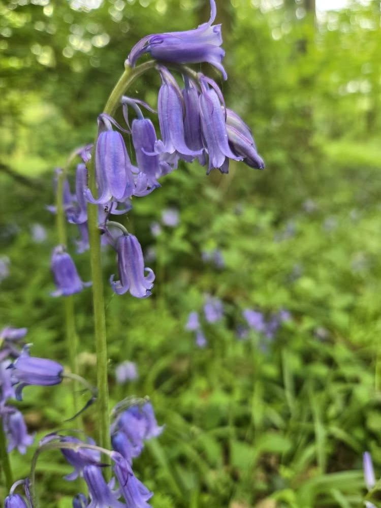 A bluebell flower in the walk in the AS YOU LIKE IT fundraiser