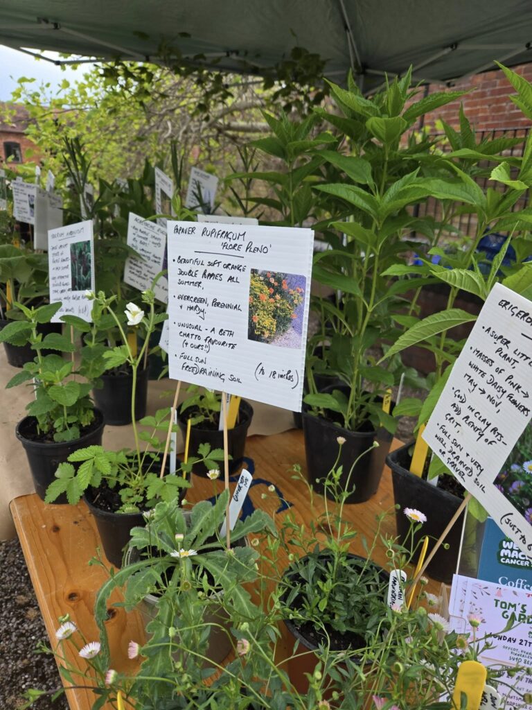 Amazing plant stall at the Macmillan fundraiser!