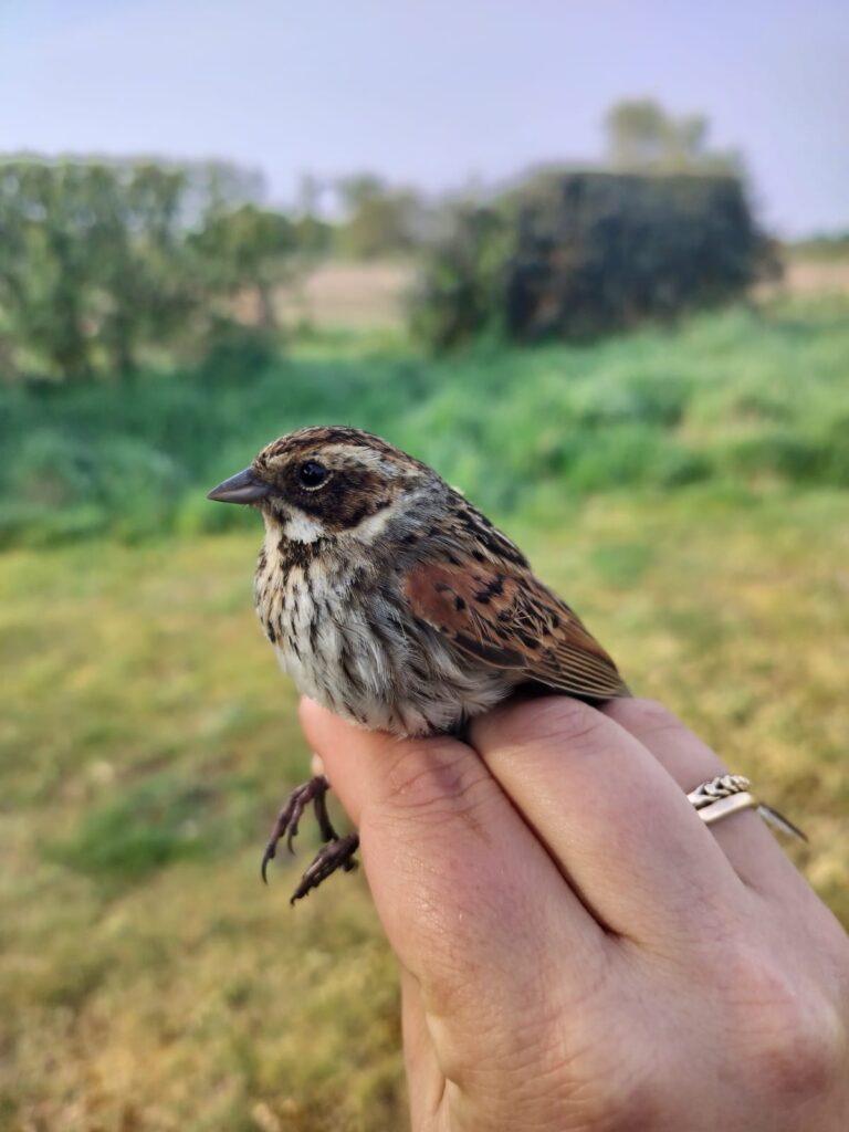 Female Reed Bunting, during bird survey at Soulton Hall