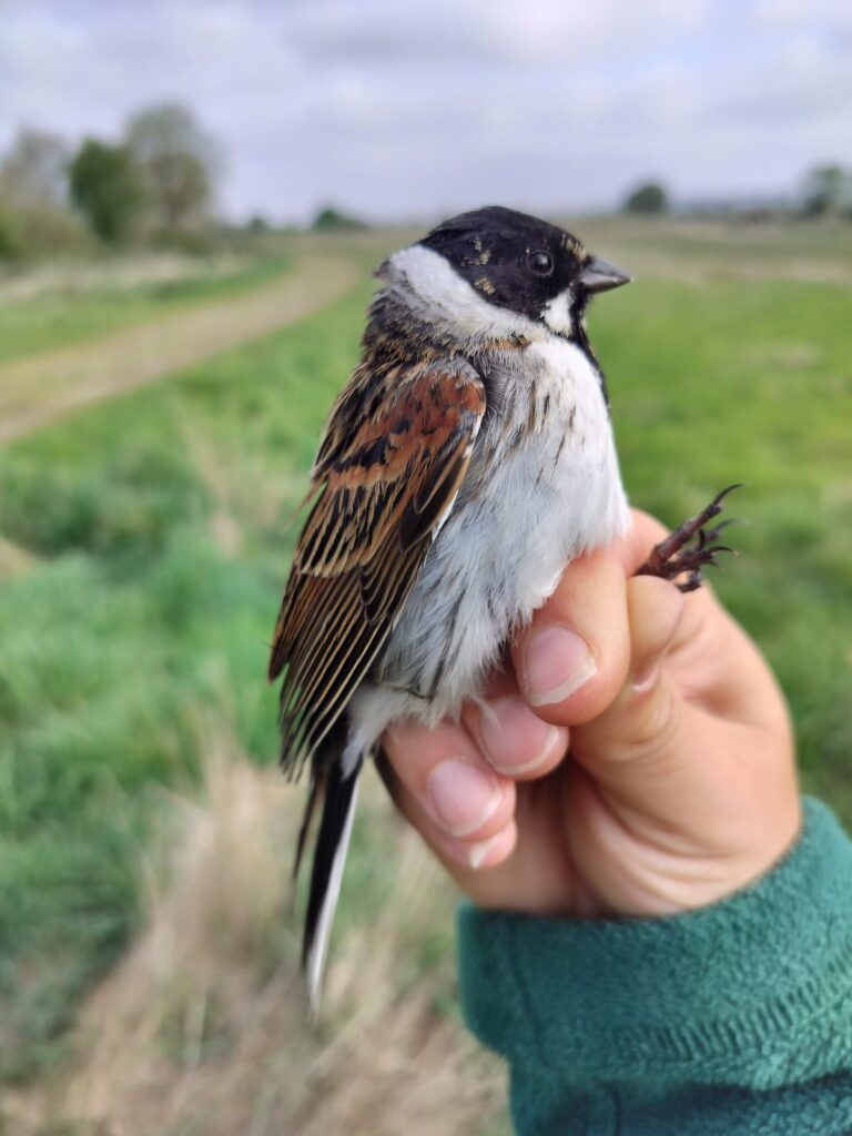 Reed Buntings are sparrow-sized but slim, with a deeply notched tail. A male during a bird survey at Soulton Hall