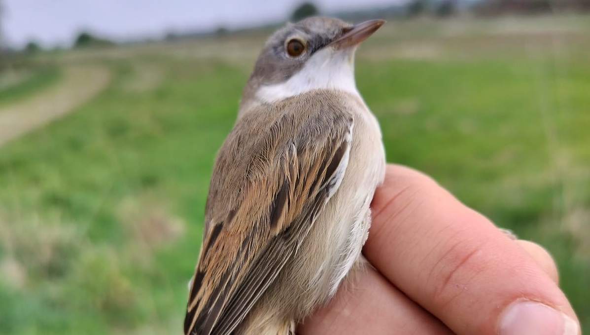 Soulton’s Feathered Friends: Surveying and Ringing for a Thriving Birdlife