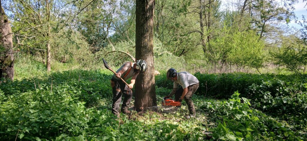 Foresters in the AS YOU LIKE IT wood harvesting willows gown by the "murmuring stream", to be made into elite cricket bats