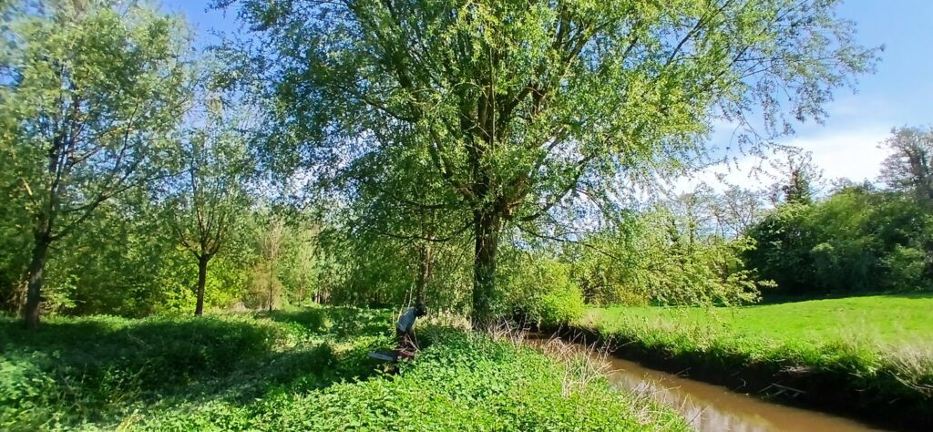 Felling cricket bat willows in the AS YOU LIKE IT wood
