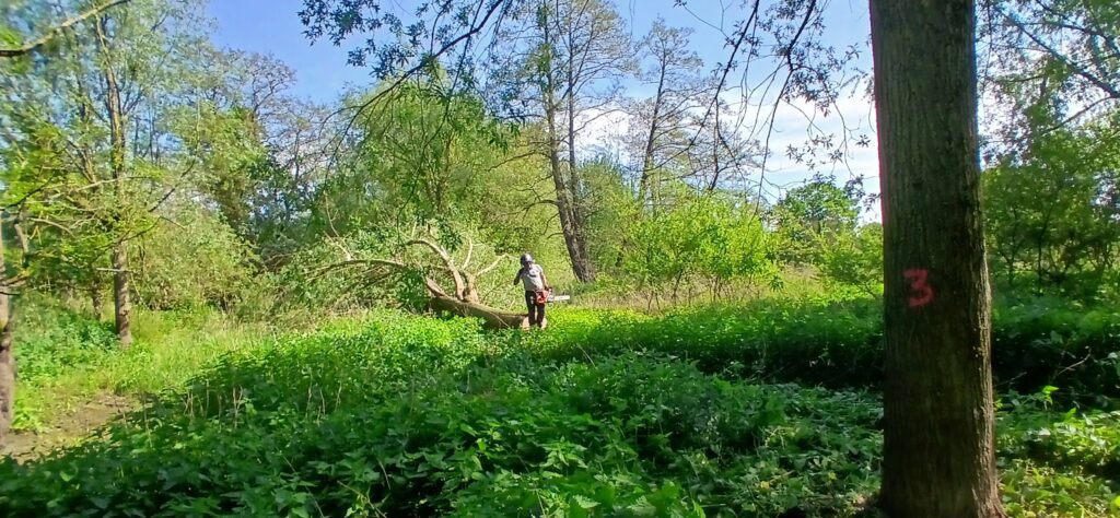 A willow from the AS YOU LIKE IT wood, felled ready to leave Soulton and become cricket bats