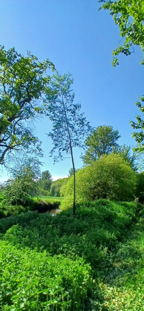 The next generation of Cricket Bat Willows, more will be planted now we have harvested these trees: "Have you no song, forester, for this purpose?"
