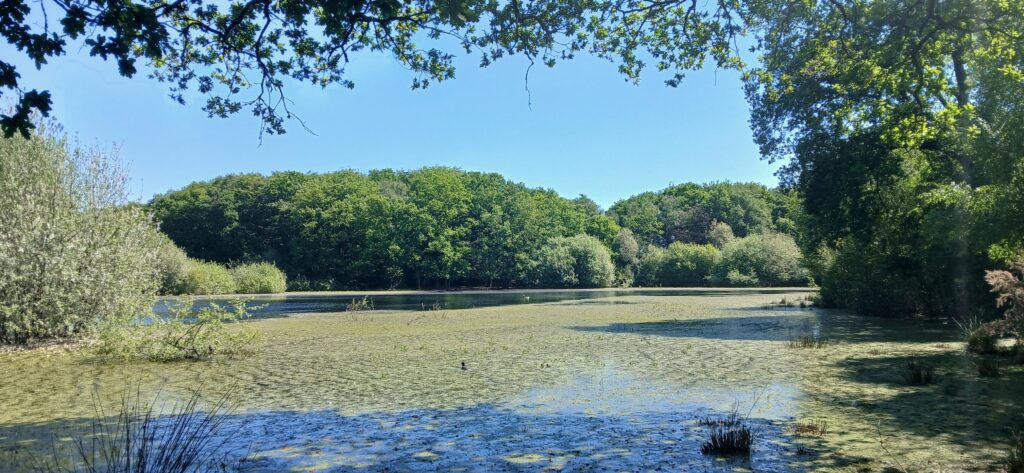 The brown Moss reserve near to Soulton - a much more common landscape here, once
