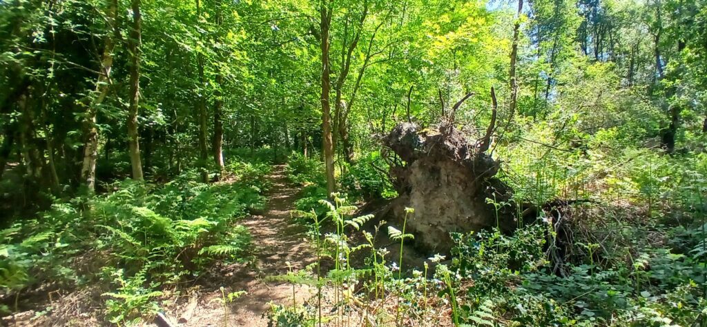 A trail at Brown Moss