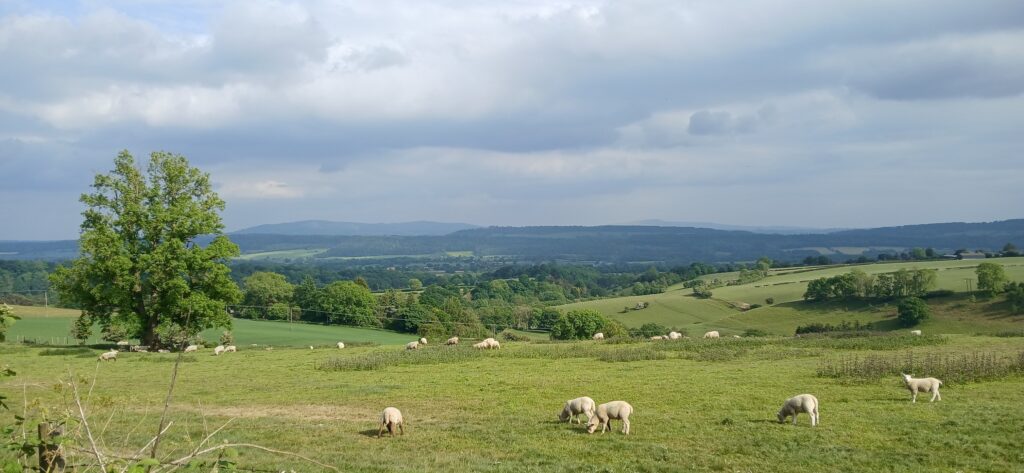 Blue Remembered Hills