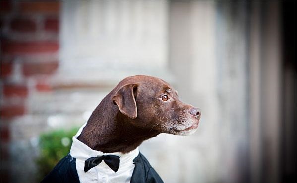 Dog at wedding
