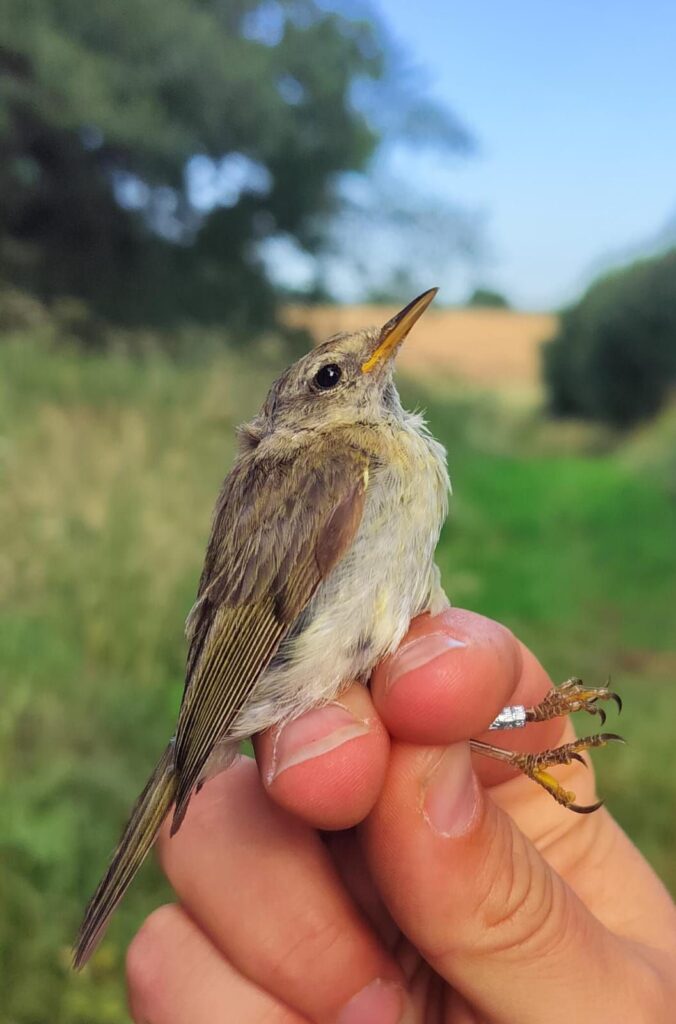 Chiffchaff
