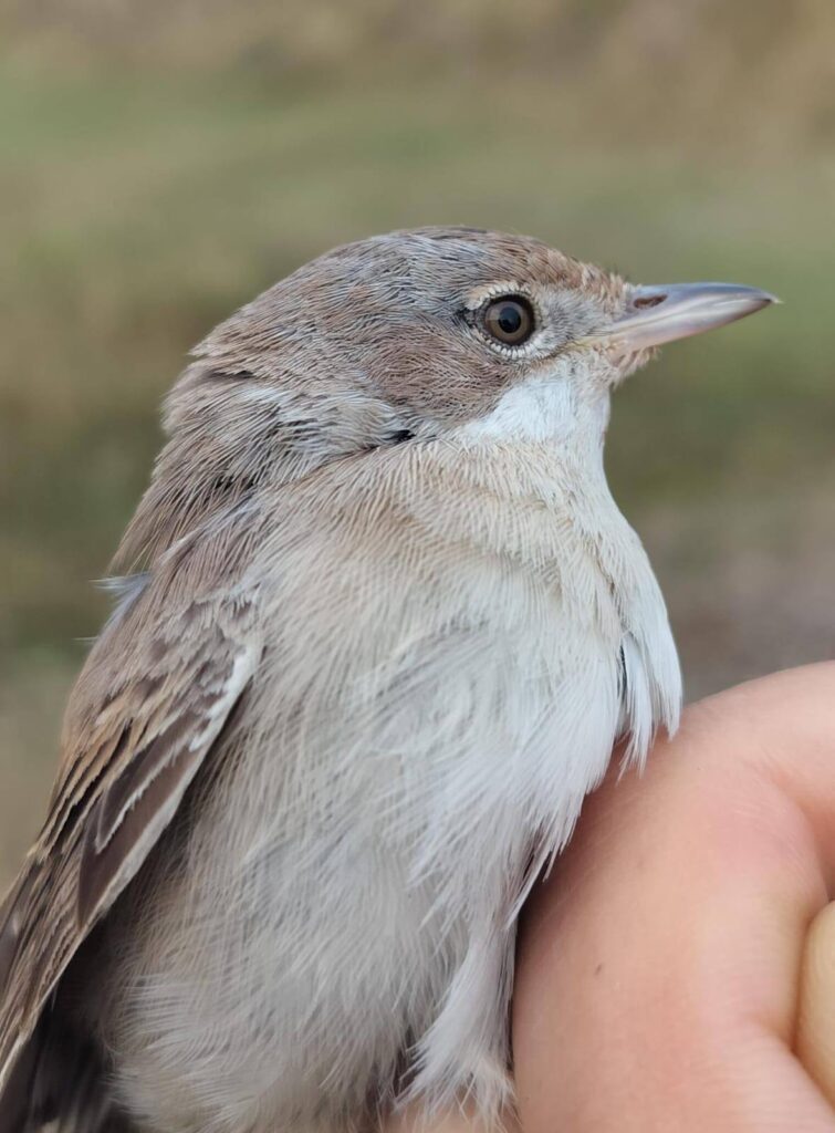 Ringing efforts yielded 20 new birds today