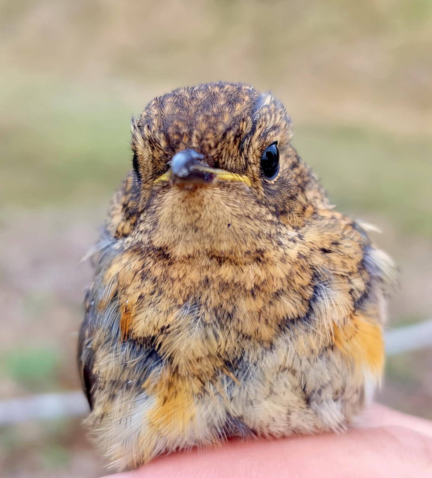 Bird Survey Update: A Flurry of Feathered Friends!