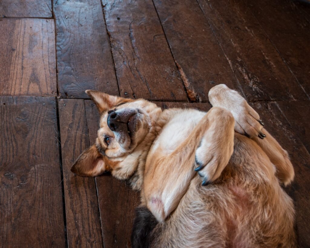 Amish, seeking pets—no longer scared of people.