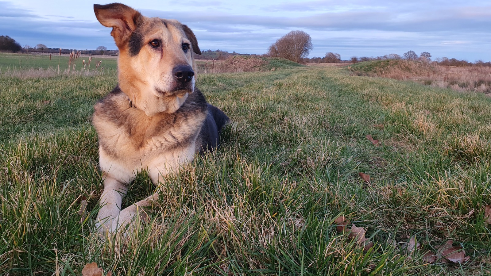 International Dog Day: Celebrating Amish and His Dance of Fitting In