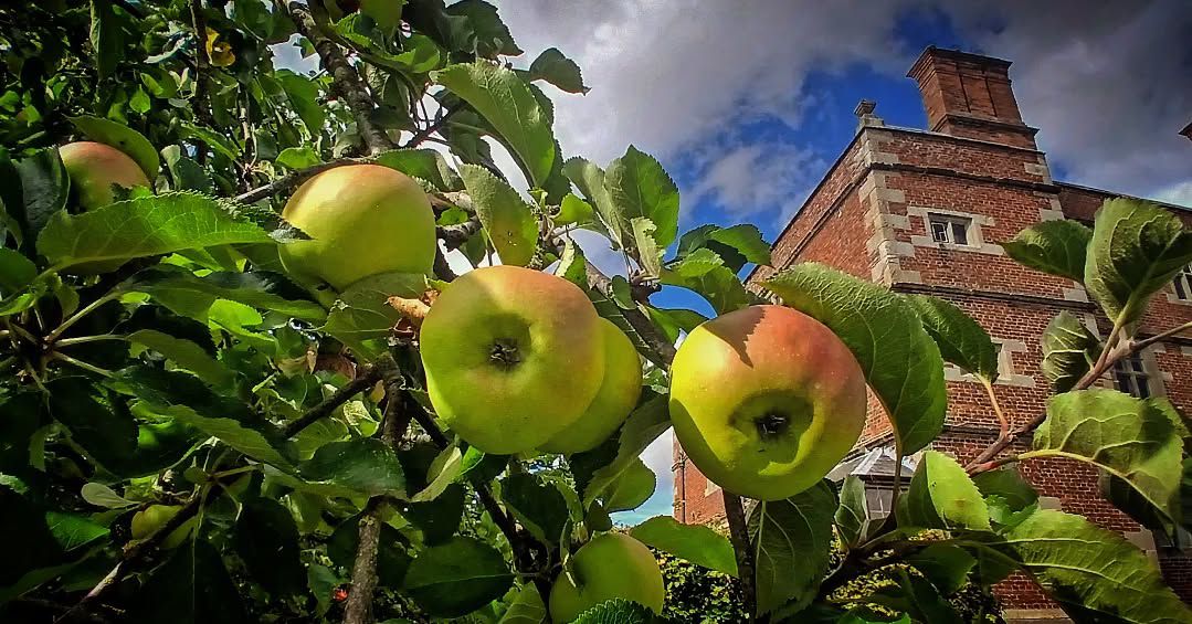 Harvest in our Orchard – and a Shakespearean Story
