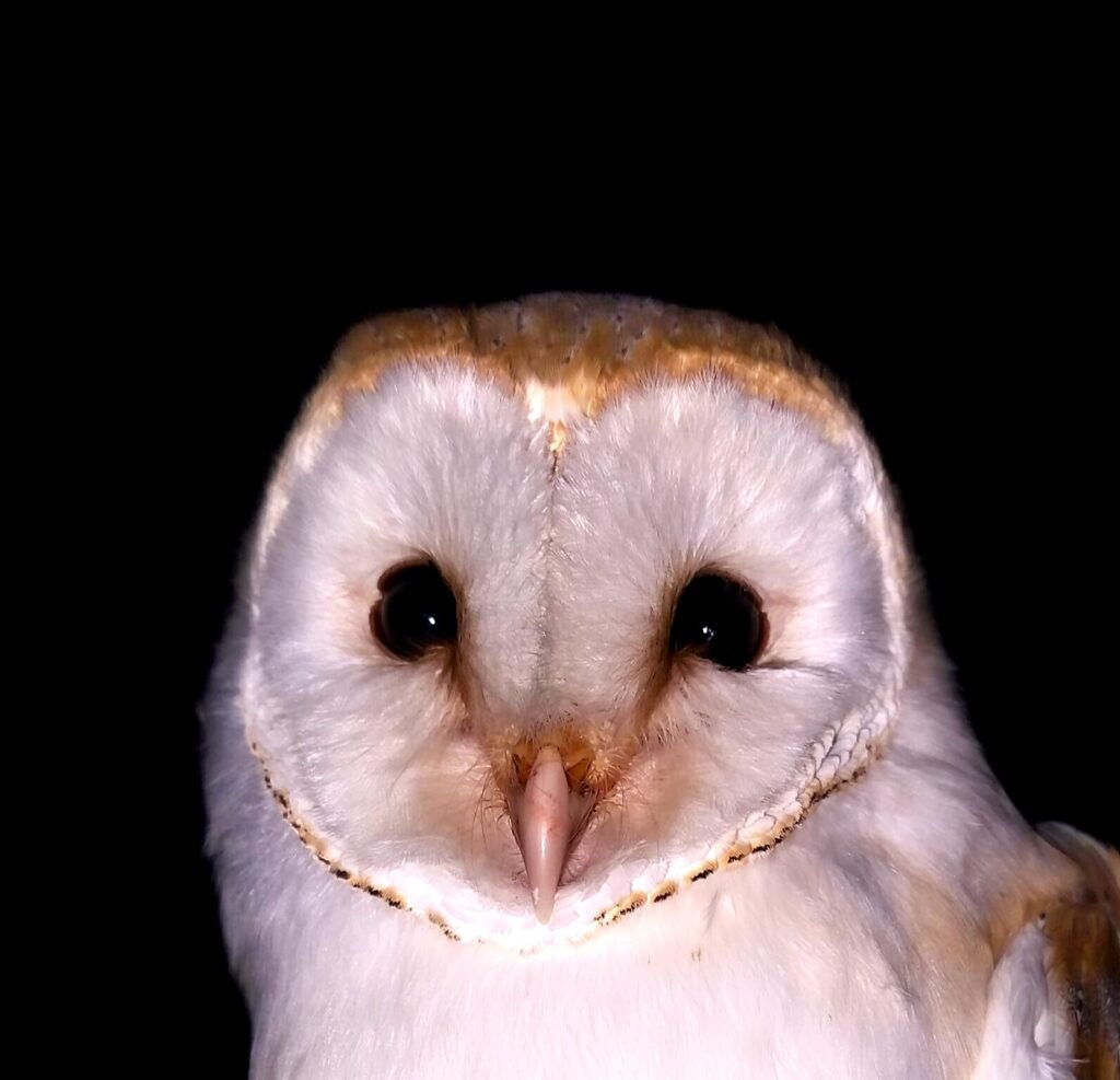 Soulton Hall Barn Owl