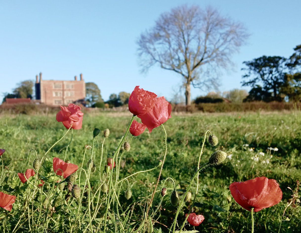 Remembrance: A Solemn Commitment to Memory, Restraint, and Peace.