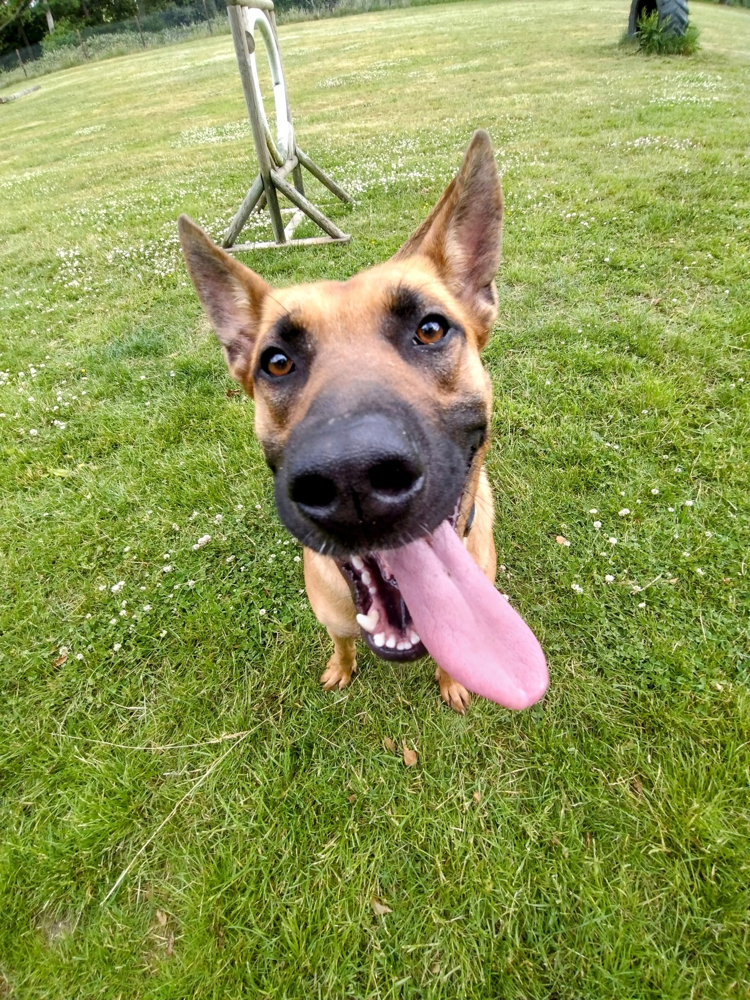 Rescue Dog Welcomed at Soulton: Izzy (Onesima) Joins Phi!