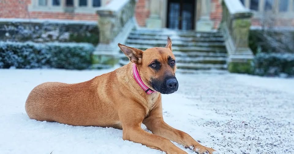 IIzzy the rescue dog enjoying the snow in Chess Court