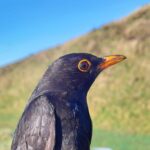 Feb 2026 bird survey at Soulton Long Barrow