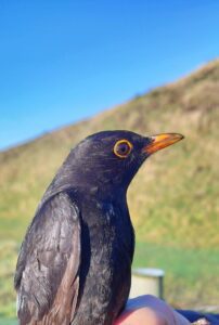 Feb 2026 bird survey at Soulton Long Barrow