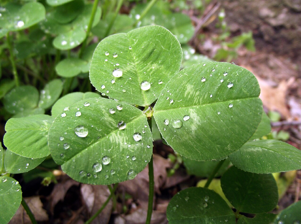 Happy St. Patrick’s Day!! How Patrick used a Shamrock to Rewire the Human Mind (like Shakespeare)