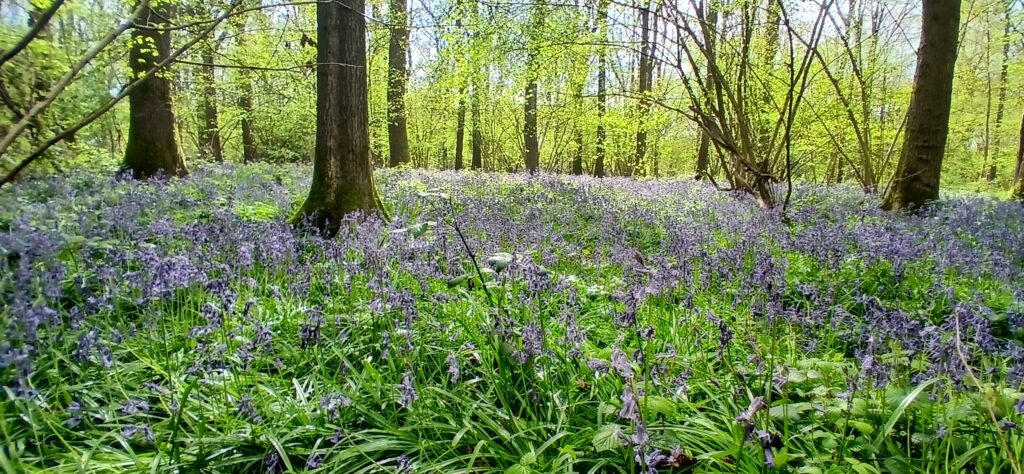 Soulton Wood, 2026: Exploring the 'As You Like It' wood. Thomas Lodge Jr. wrote of this place: 'I wander in this forest, to light on some cottage and content me with a country life.'