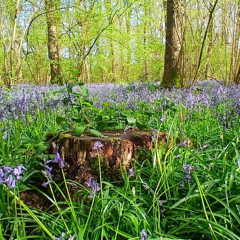 Bluebells in Soulton Wood, the AS YOU LIKE IT wood, 2026