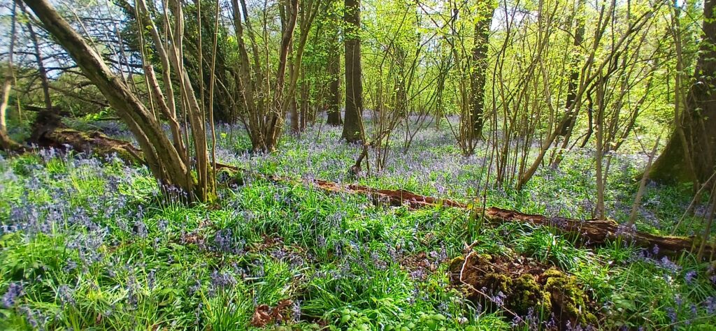 2026 Springtime and bluebells in Soulton Wood, the inspiration for the Forest of Arden in Shakespeare's 'As You Like It'. 