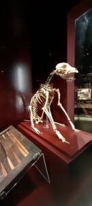 The skeleton of the carpenter’s dog, preserved in the wreckage, offers a haunting glimpse into the personal companions who shared the cramped, isolated life of the crew.