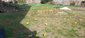 The 8m x 8m site of Soilsmolgy investigation in the centre of the Soutlon Hall precinct